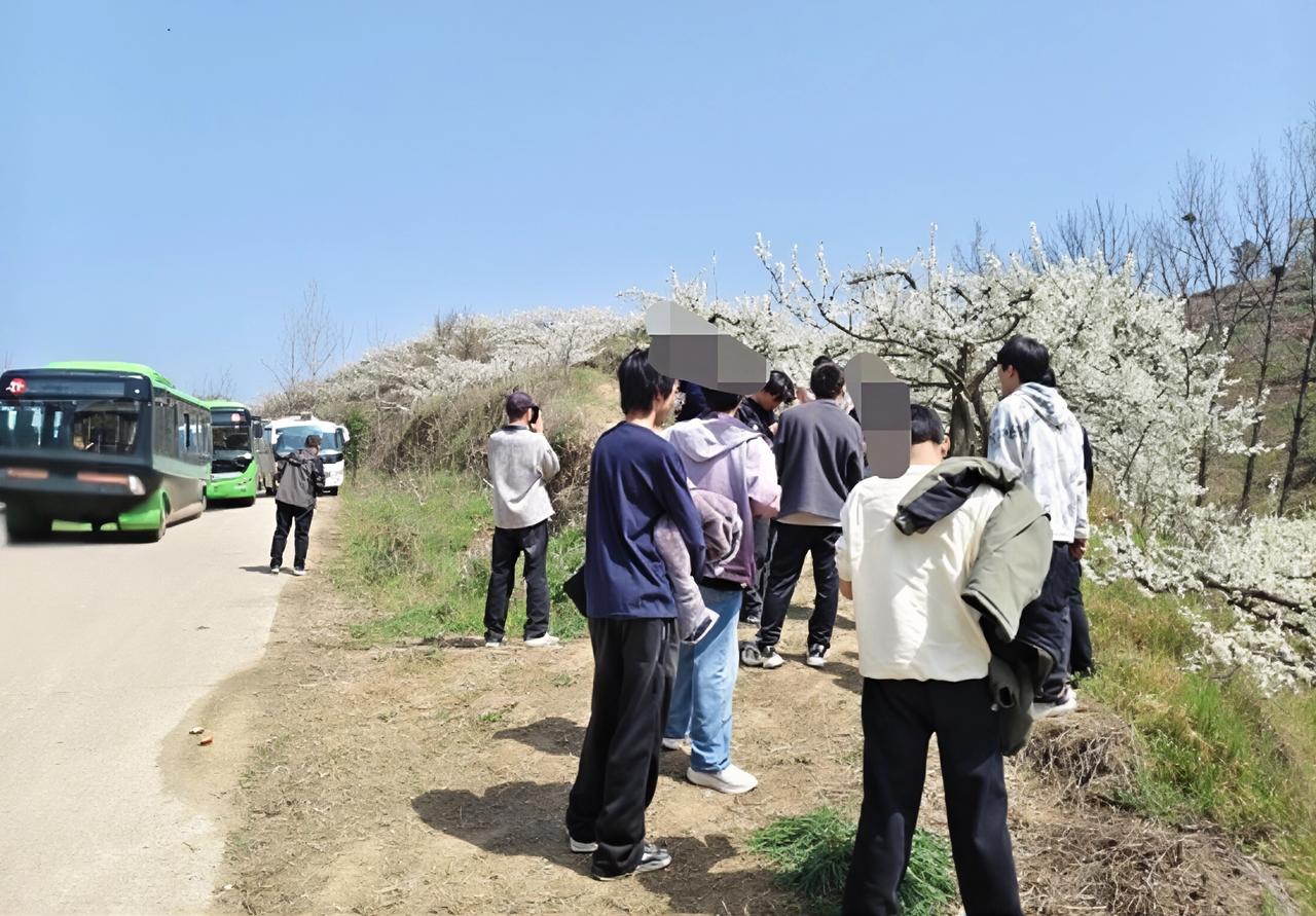 昨日刷到同事分享的花海照片，漫山遍野尽是粉白相间的桃李花。我还以为是林芝或者婺源