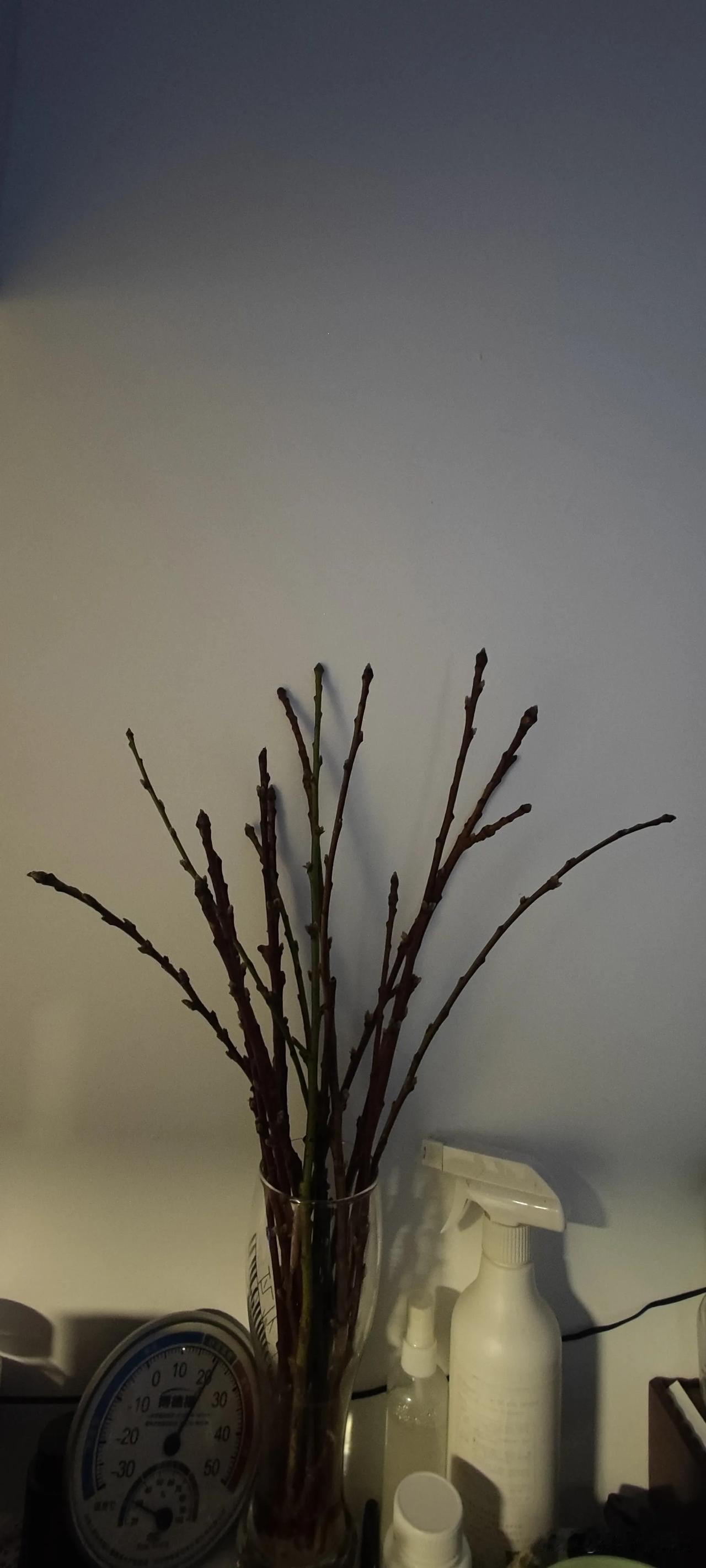 有一次在网上看到这种花，据说可以在春节前后开放，而且很好养活泡在水里就行，花期很