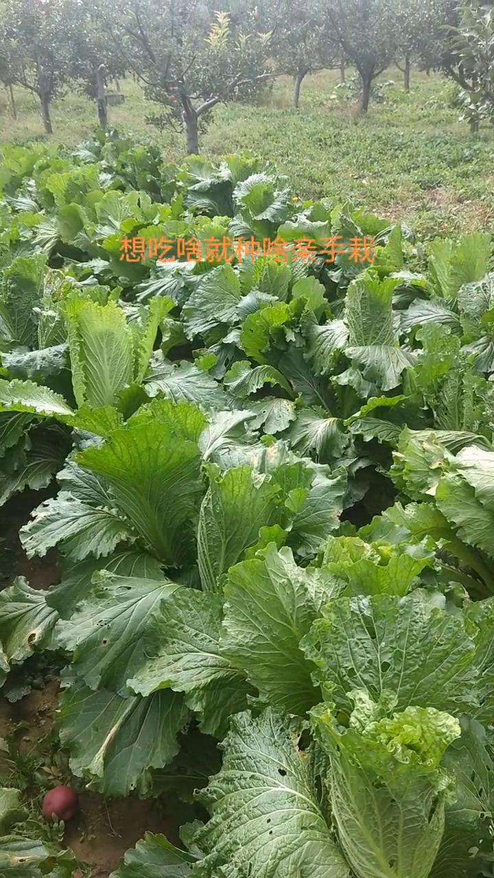 如今生活好，什么都有买。我就是喜欢自己种点菜，想吃什么就种什么，亲手栽。种菜的快