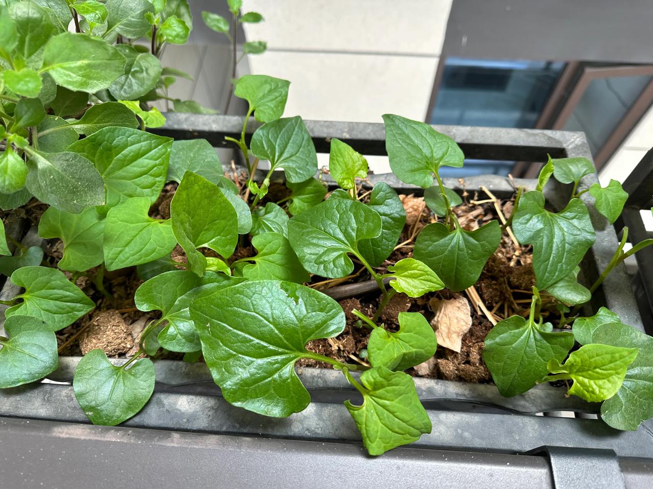 我家阳台上的春天
