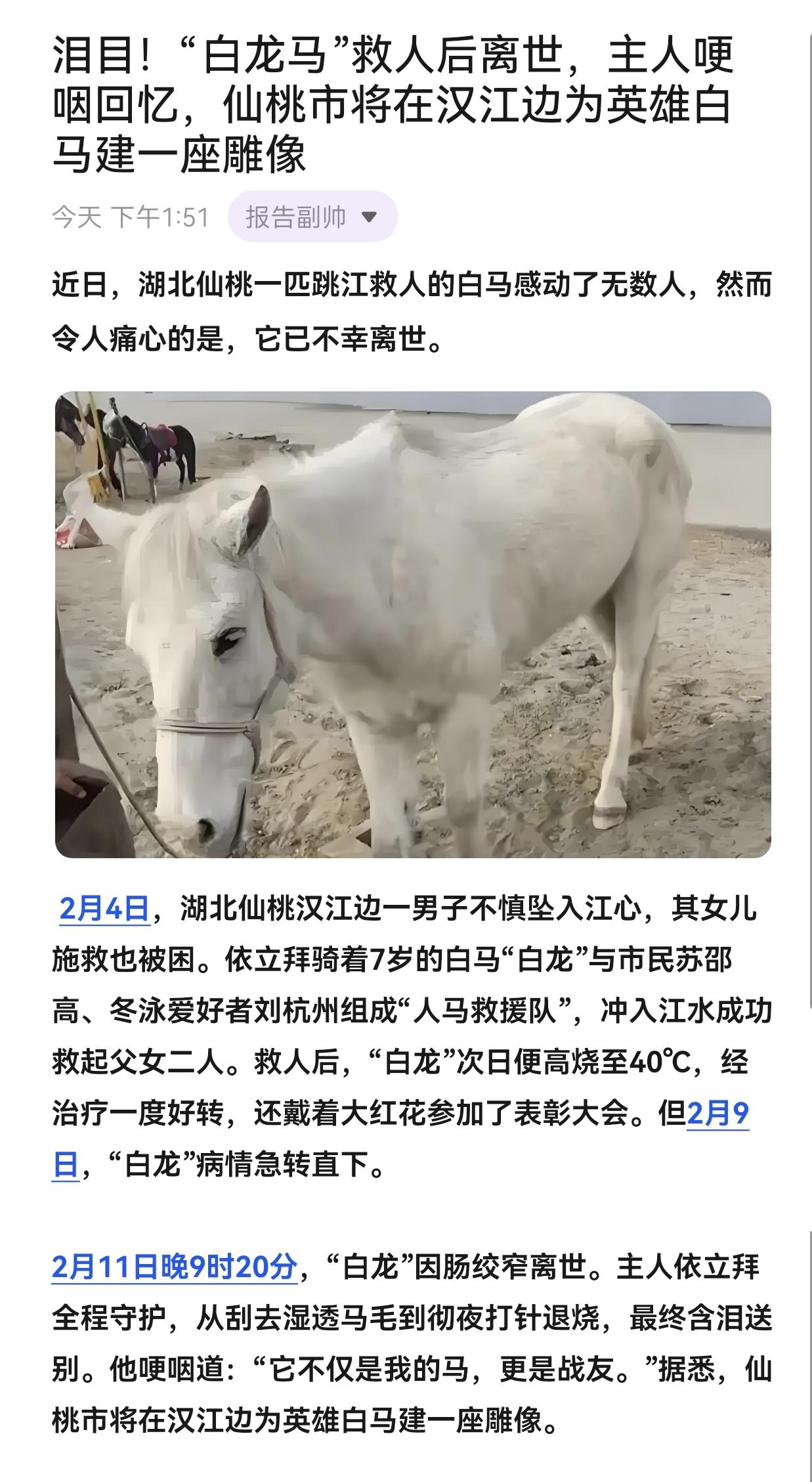 泪目！“白龙马”救人后离世，主人哽咽回忆，仙桃市将在汉江边为英雄白马建一座雕像下