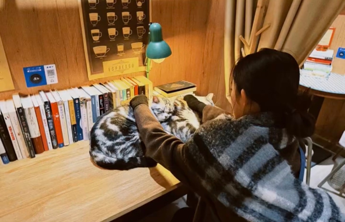 围巾和小猫是一个皮肤诶 此图三只猫 