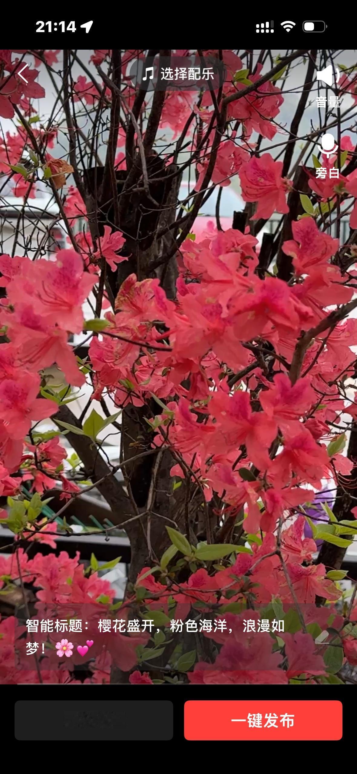 发一张你相册最近拍的花这是一株盛开的杜鹃花，也长称之为映山红。