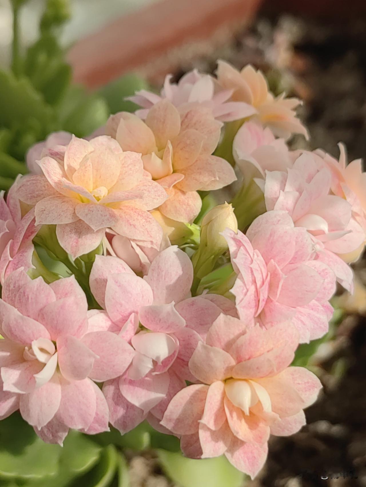 冬日生活打卡季今儿的太阳也太懂事儿了，暖融融的洒下来，不燥不烈刚正好。搬个小凳子