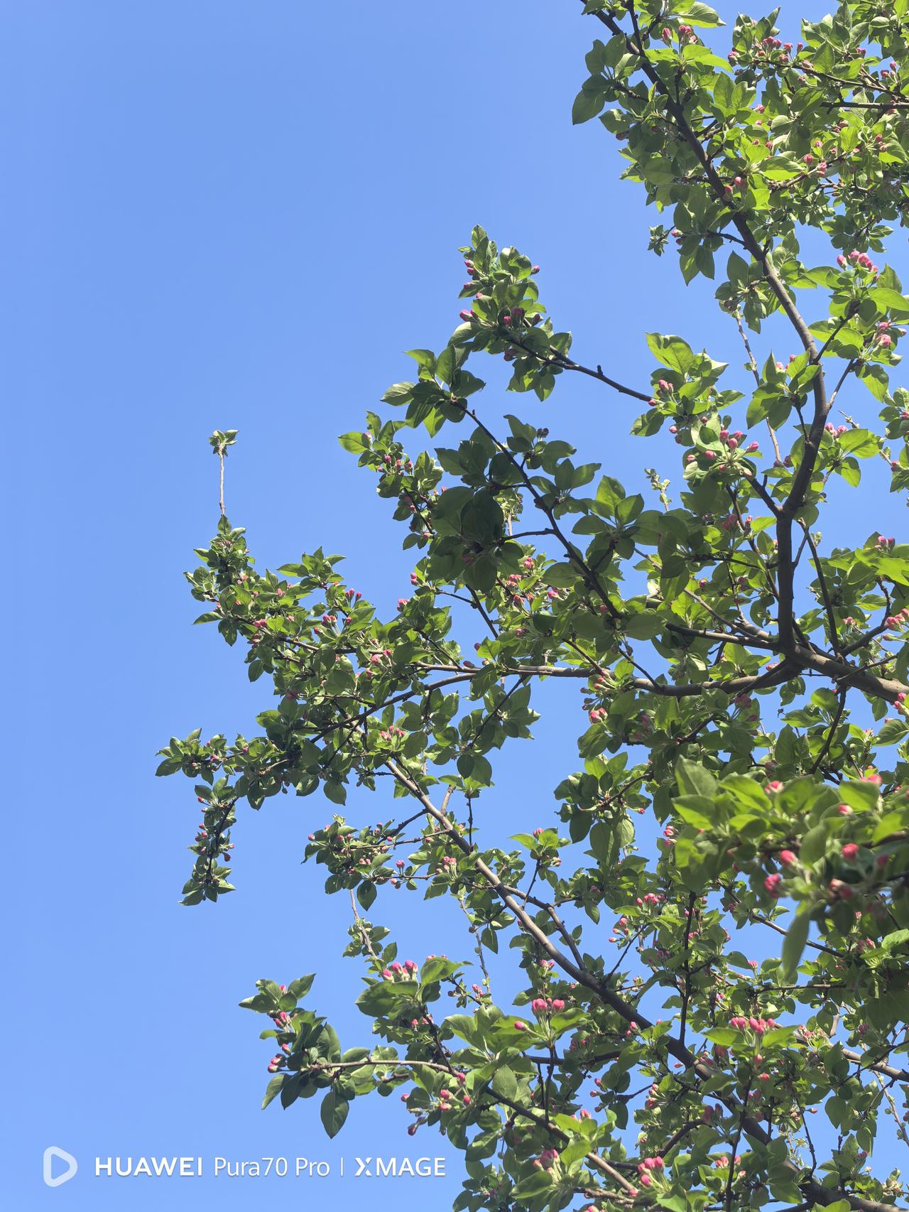 再过几天就是清明节了，上周妹妹打电话问我哪天回去，还是清明节那天吧。自从父母去世