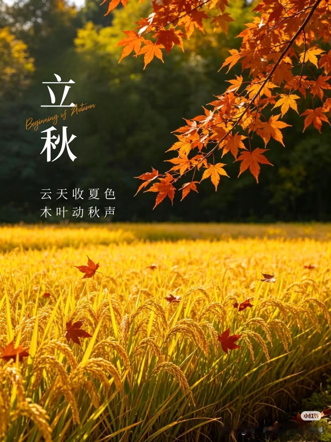 今天正式立秋！我终于盼来夏秋换季，不得不说今年的立秋真的不一般，是少见的闭眼秋+