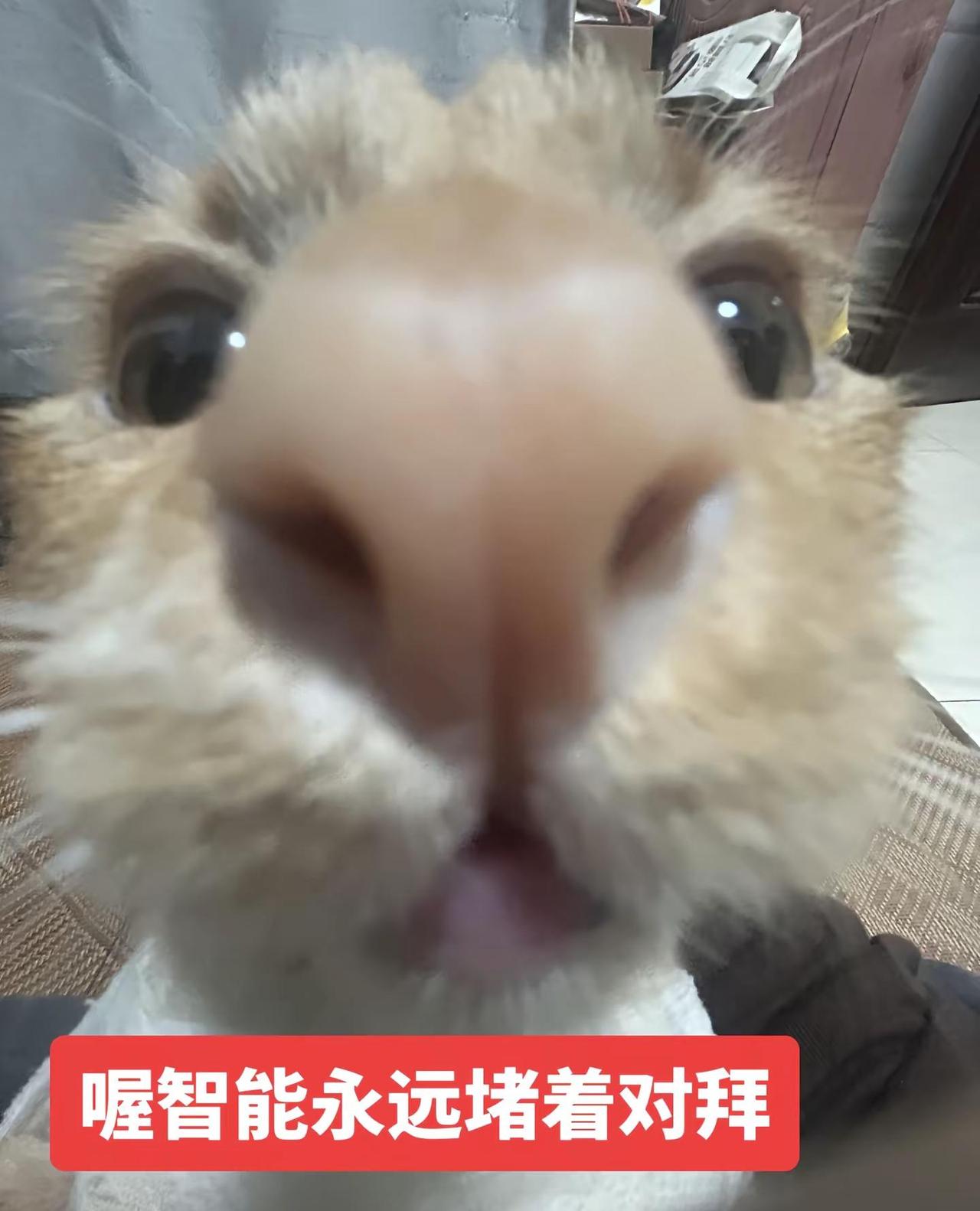 喔智能永远堵住对拜 回复 @睡个好觉 .的评论 审美积累 瓦瓦  丑猫 搞笑