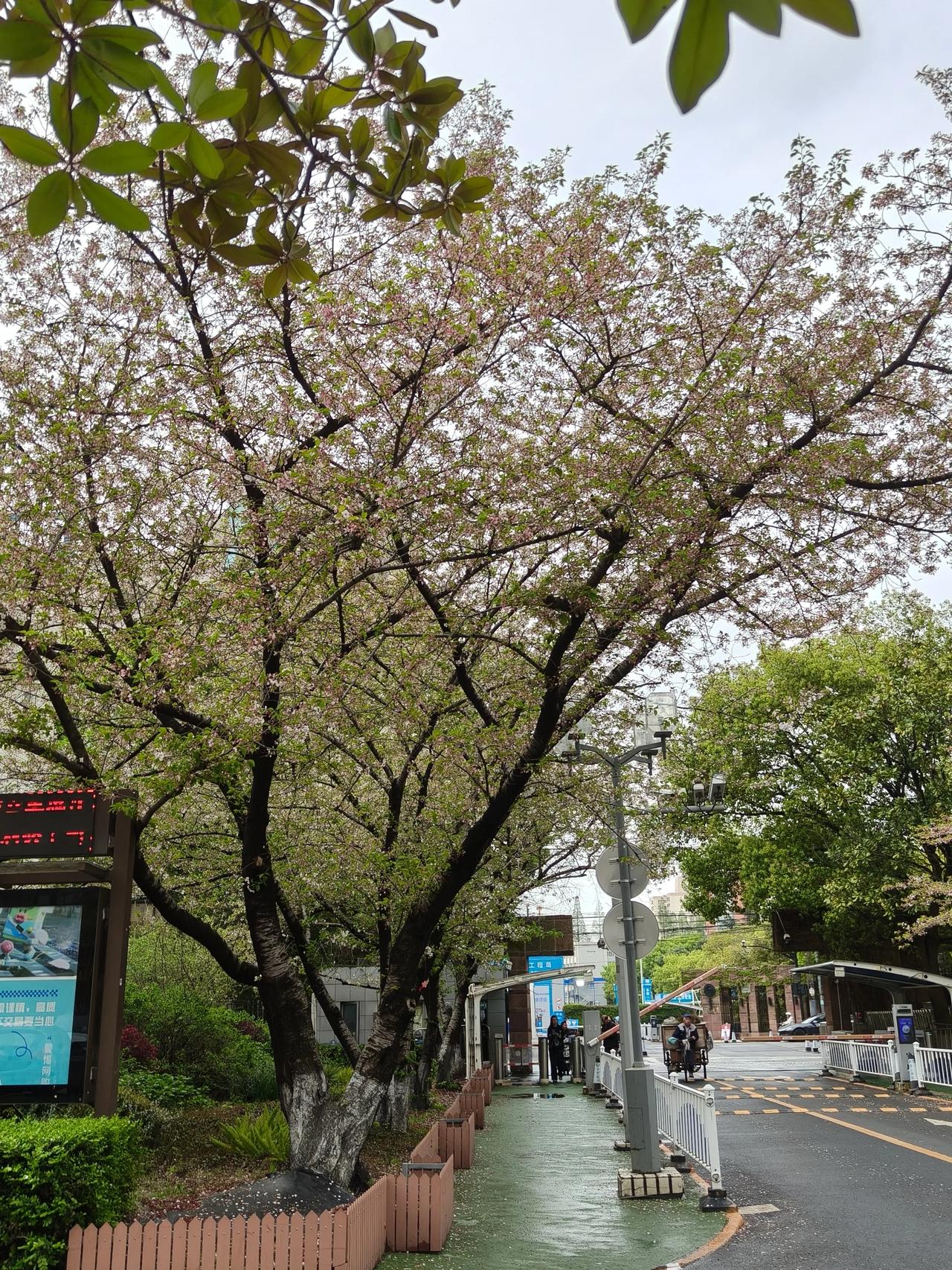 应了老同事的请求，今天去了趟同济校园，帮忙看看樱花🌸还有吗？

一圈看下来樱花