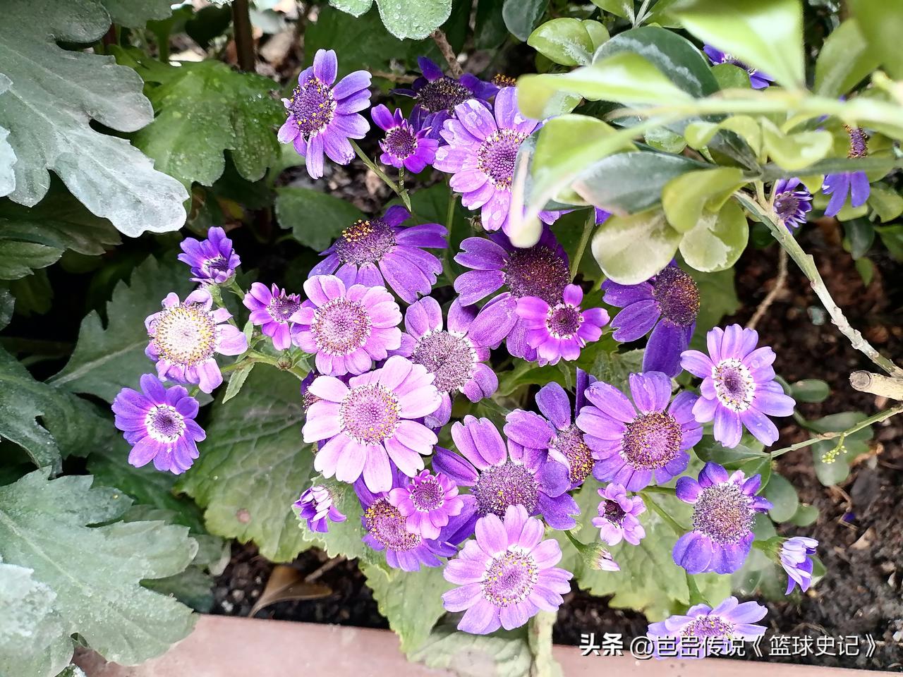 晒一晒你手机里的花卉照片