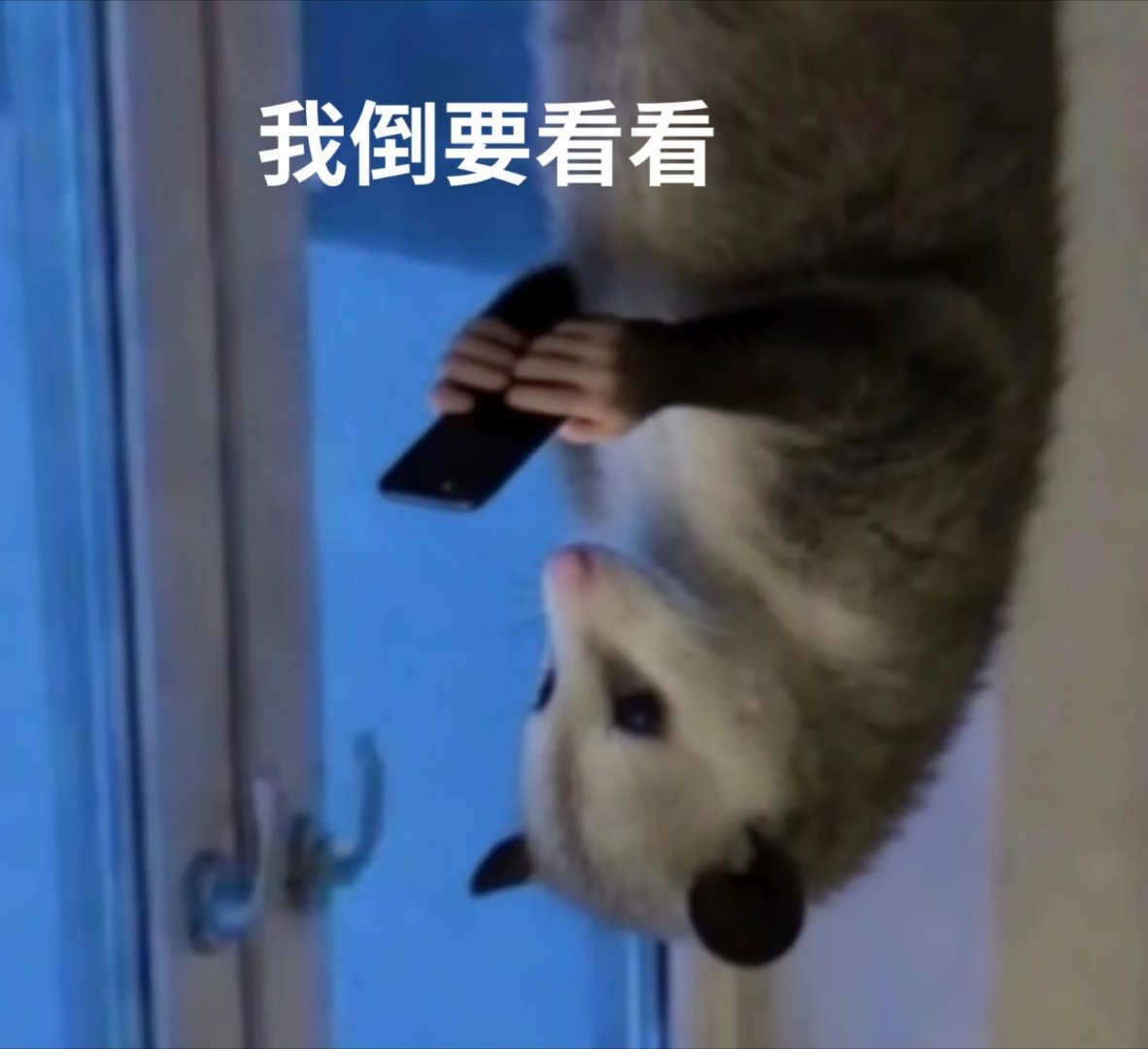 蹭了三个ct我倒要看看给泡泡多少 