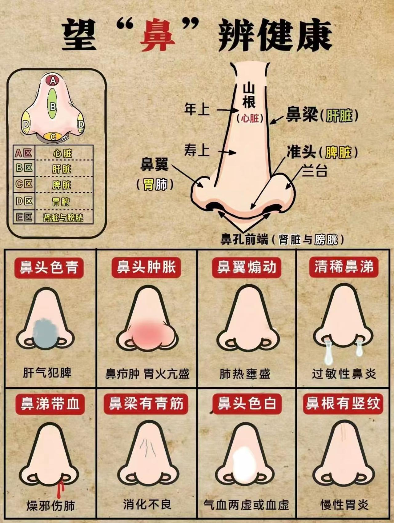 鼻部小知识：通过观察鼻子不同部位的颜色、光泽、形态等变化，来判断五脏六腑健康状况