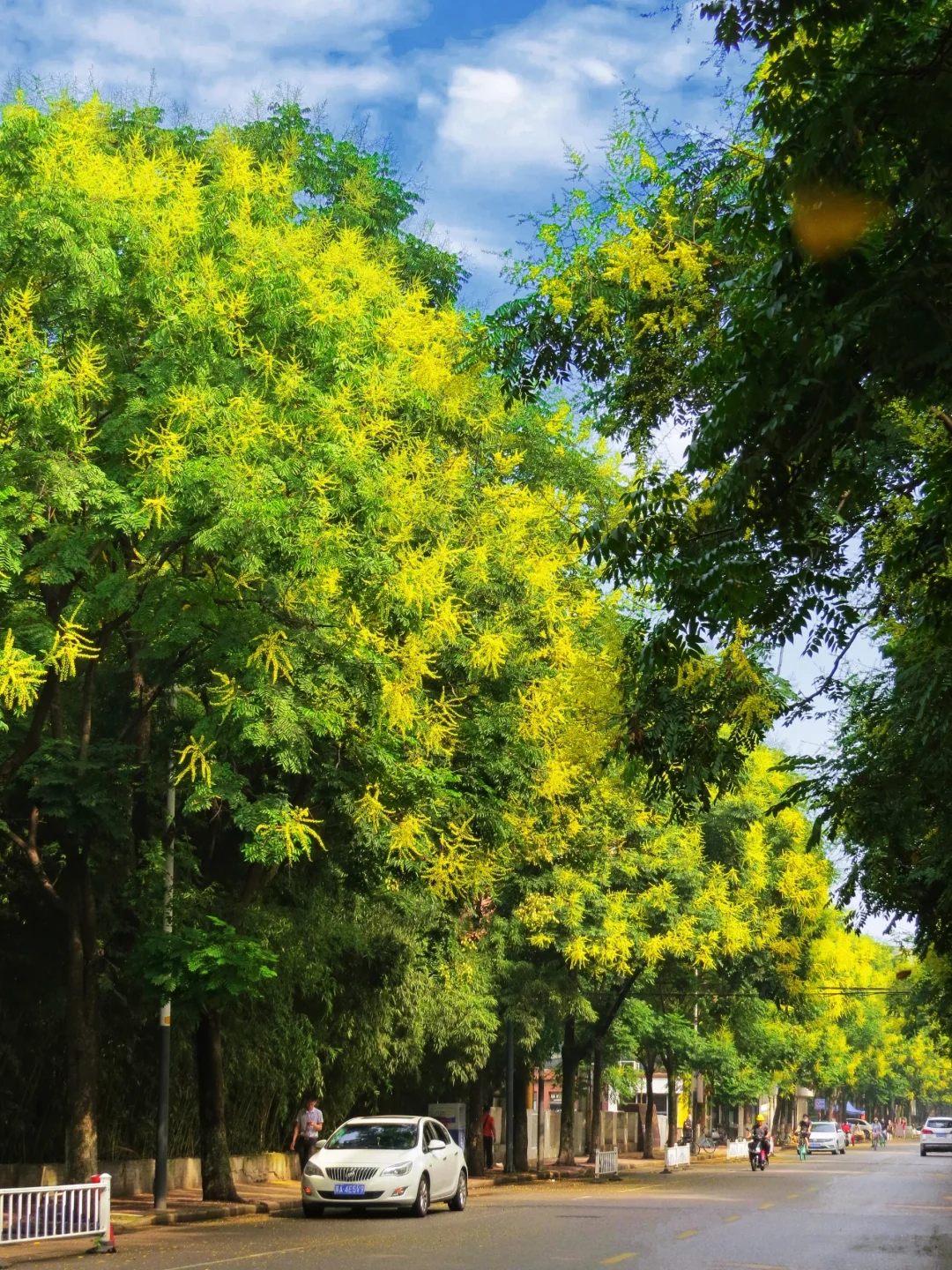 在南京｜终于拍到了史铁生笔下绚烂的栾树