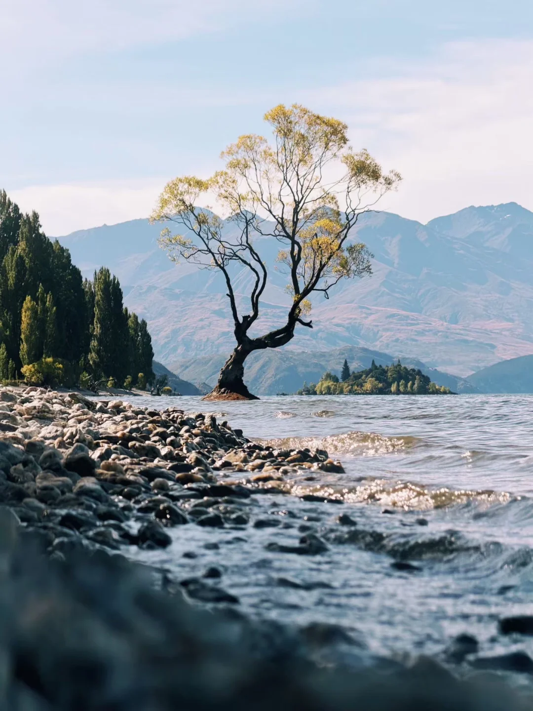 一张图证明你来过新西兰 之 “孤独的树”
