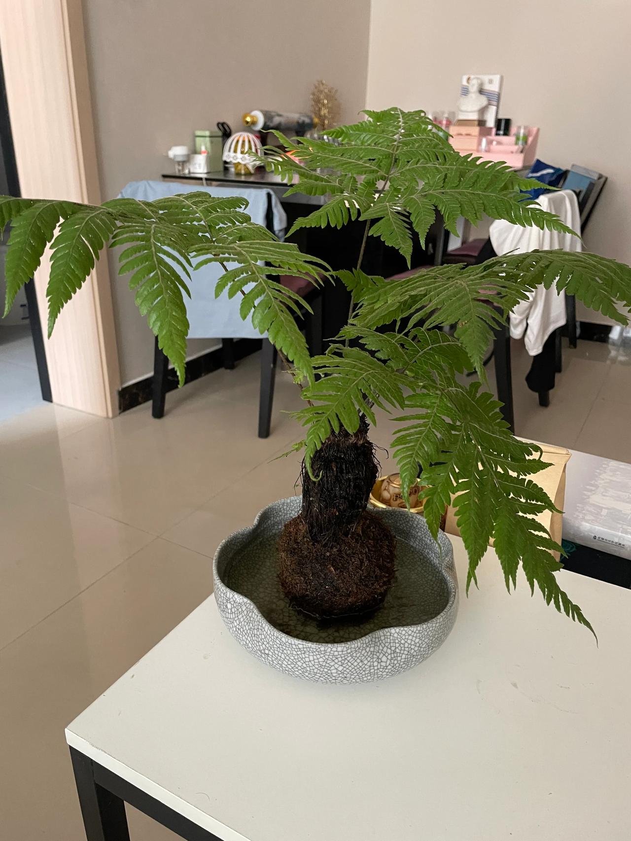 #分享你手机中的花花草草#