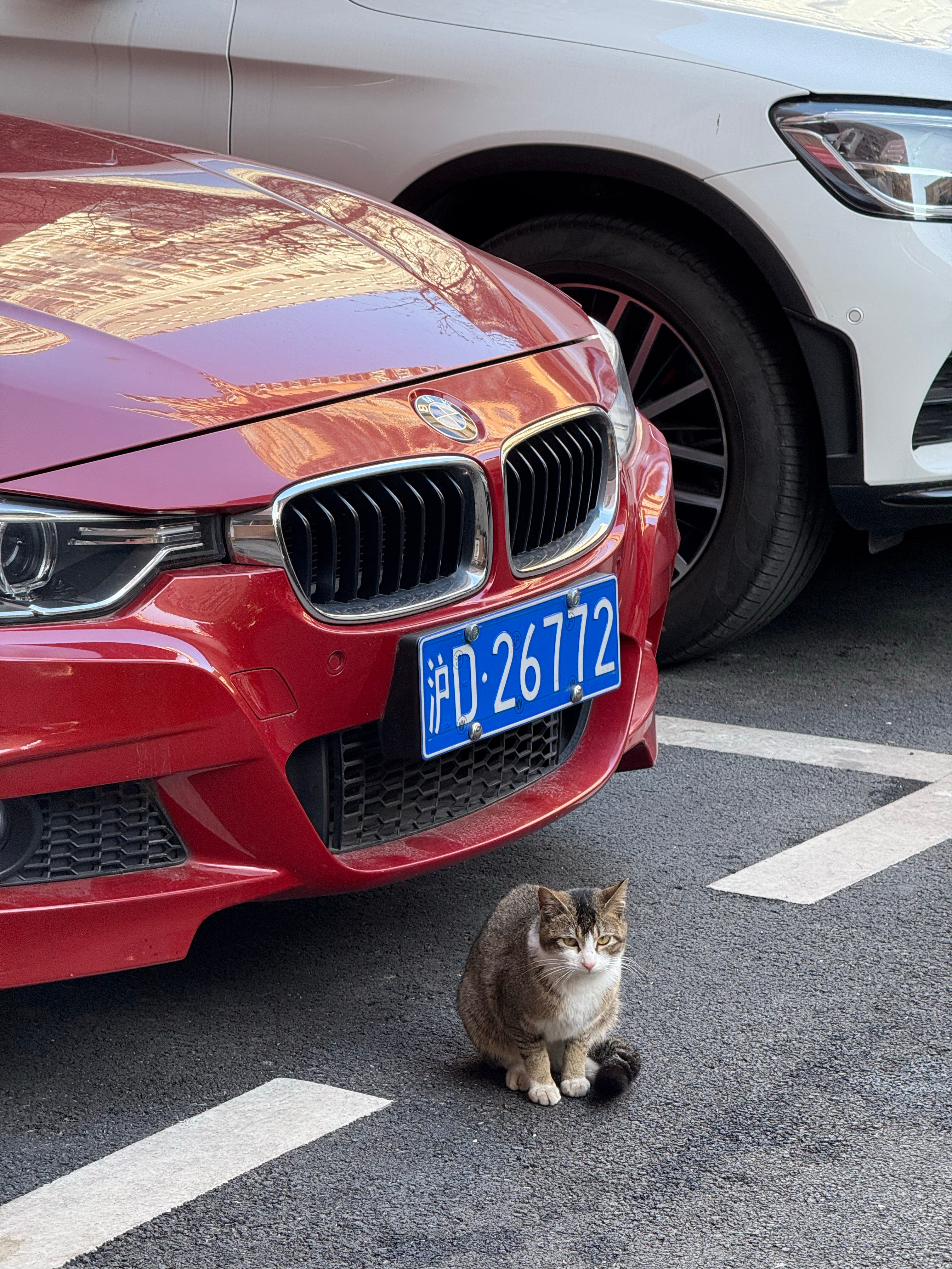 小区里的这只不给近身的警惕小猫居然和这位大叔的关系这么亲密！他的车子后座就是一个