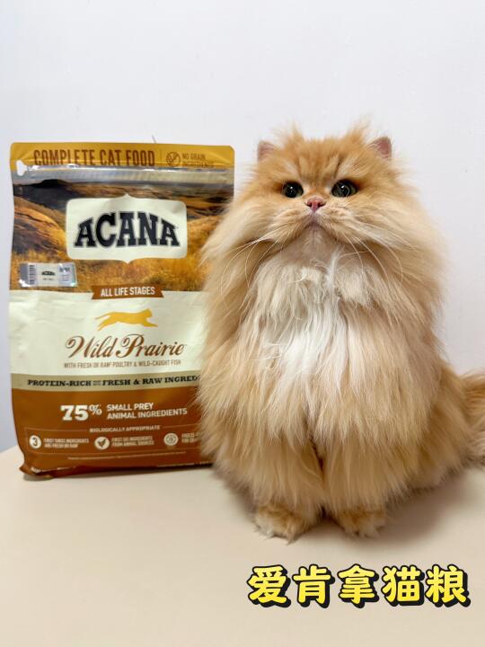 长肉发腮不挑食全靠我的养猪神器爱肯拿猫粮