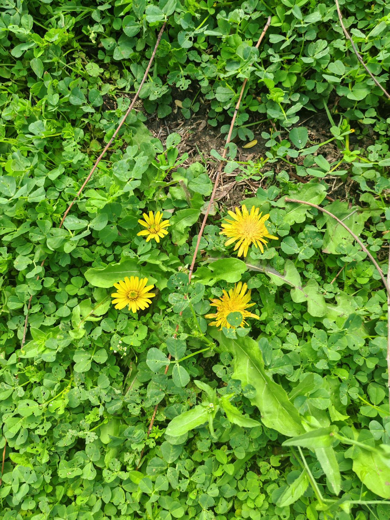 晒图笔记大赛绿草地上的蒲公英，黄色的花朵十分可爱。