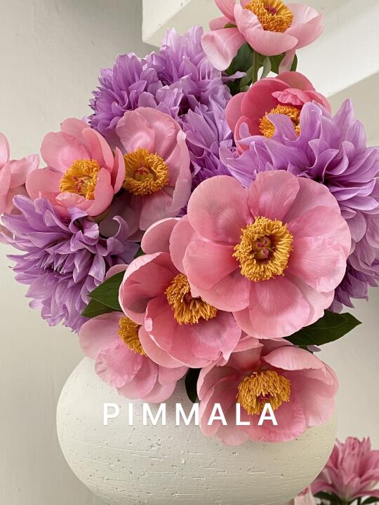PIMMALA｜想和你看遍所有的花