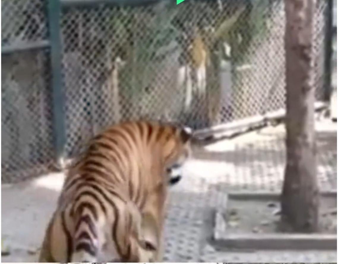 一周内暴毙72虎！泰国“百虎围村”悲剧，凶手竟是我们熟知的“犬瘟”？

近日，一