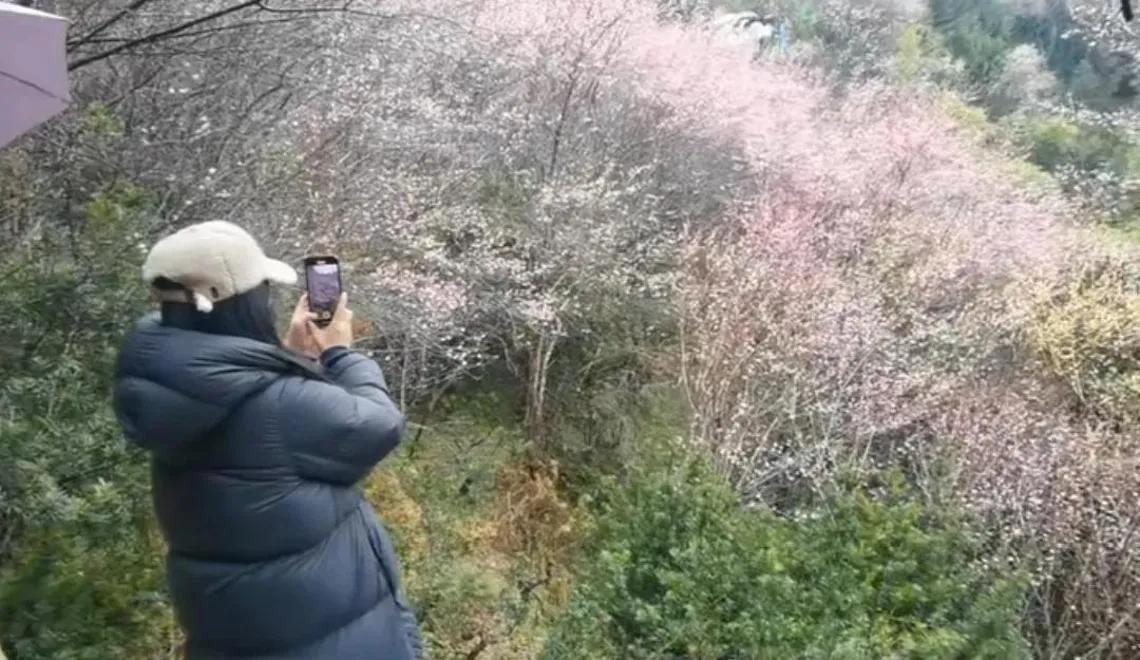 赵薇回安徽老家看梅花，被网友偶遇了，一身黑色羽绒服，卡其色帽子，皮肤白皙光滑，长