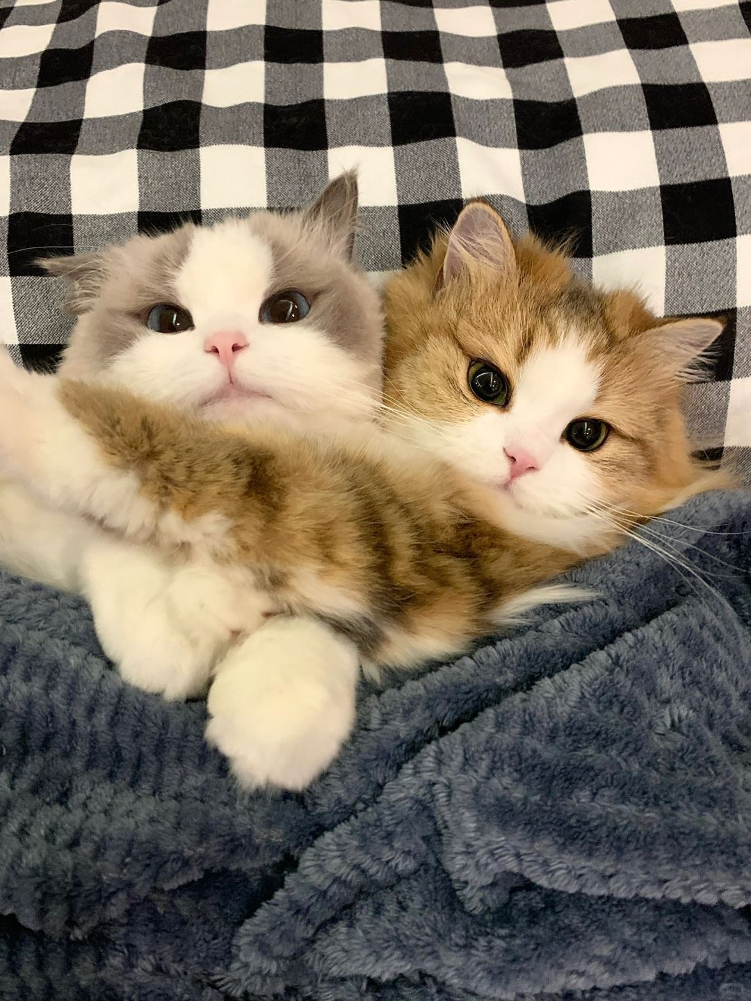 可以和你一起睡觉嘛！