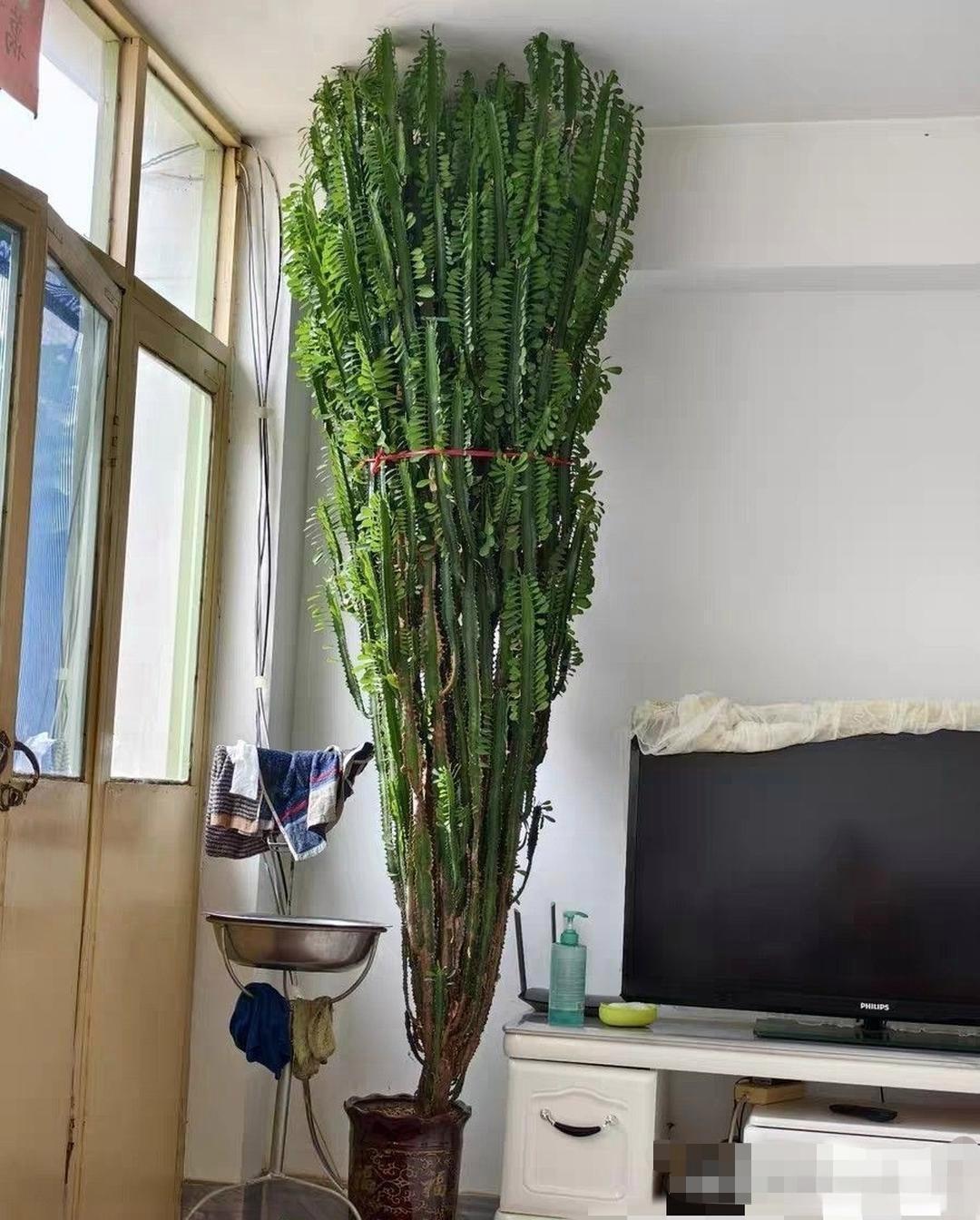 长得也太高了吧