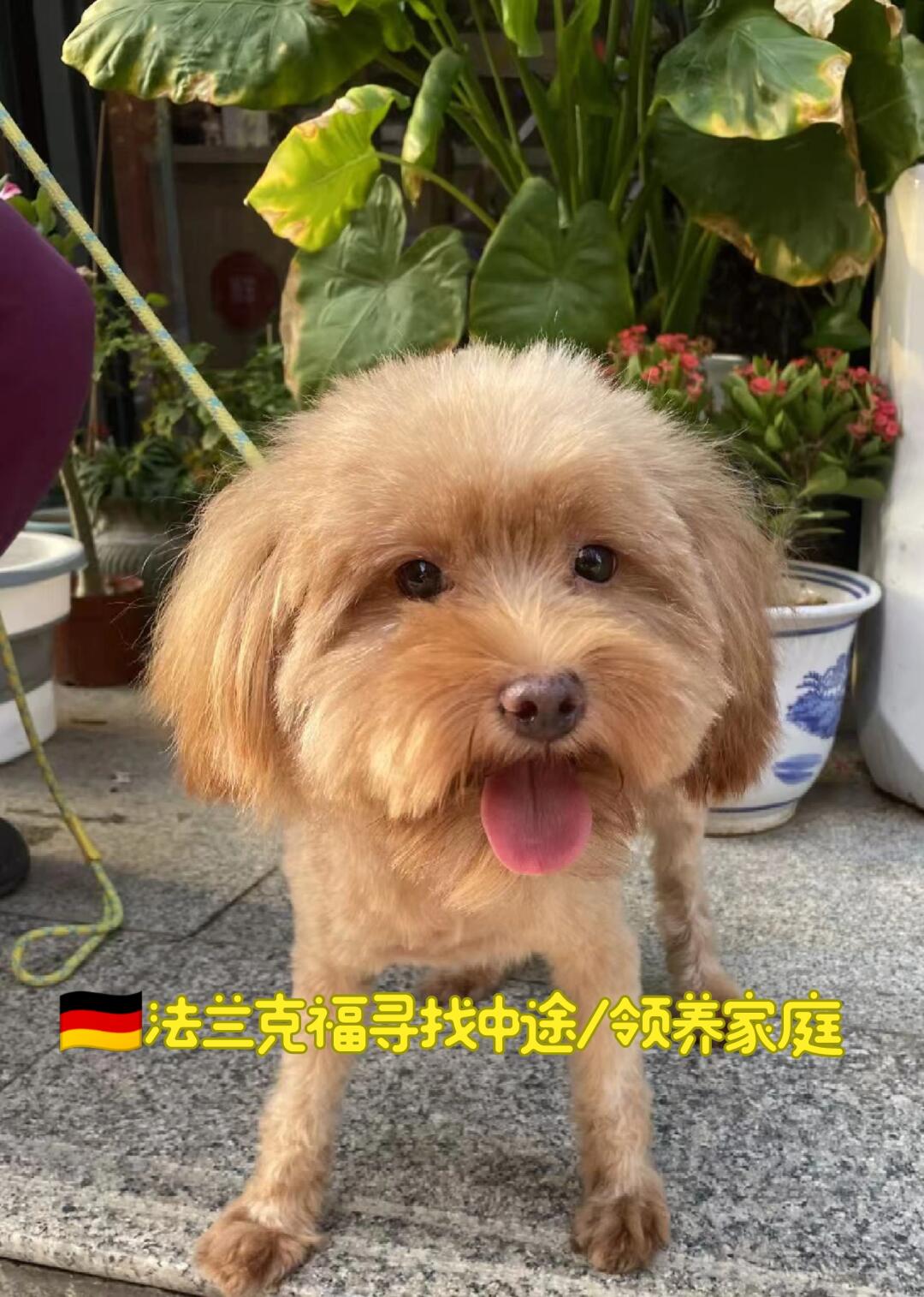 🇩🇪法兰克福寻找领养/中途家庭，9.7号落地法兰克福，有没有帮忙照...