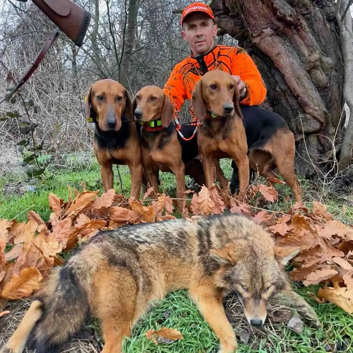 实战猎犬 巴尔干猎犬