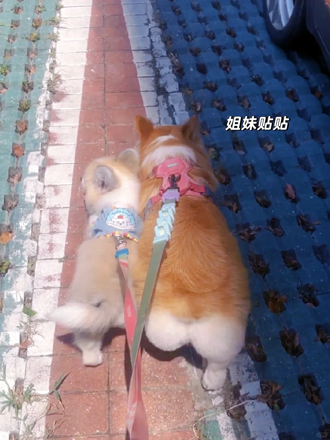 同时拥有柯基的大屁股和小尾巴～