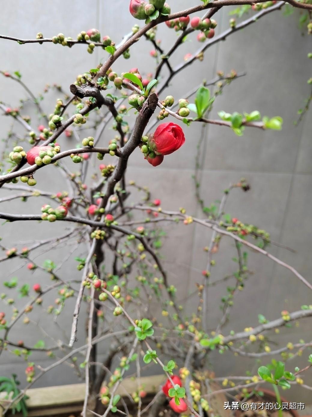 成长是一场交易，我们用朴素的童真，交换长大的勇气。每一次蜕变都伴着阵痛，却也藏着