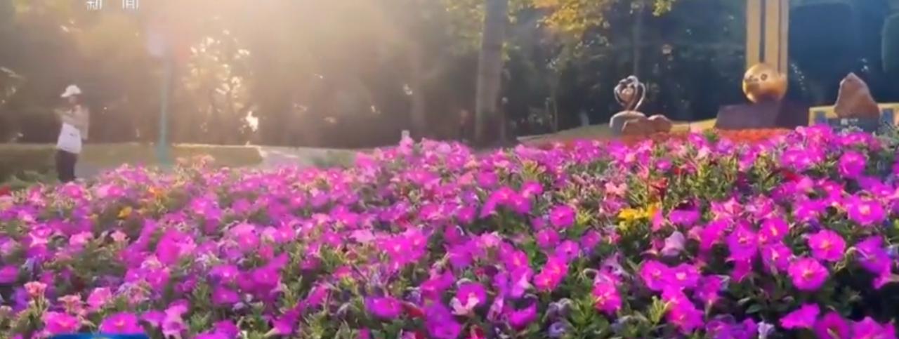 新年的气息在城市里遍地开花，广场上人群簇拥成热闹的人潮，粉色气球在人群中格外显眼