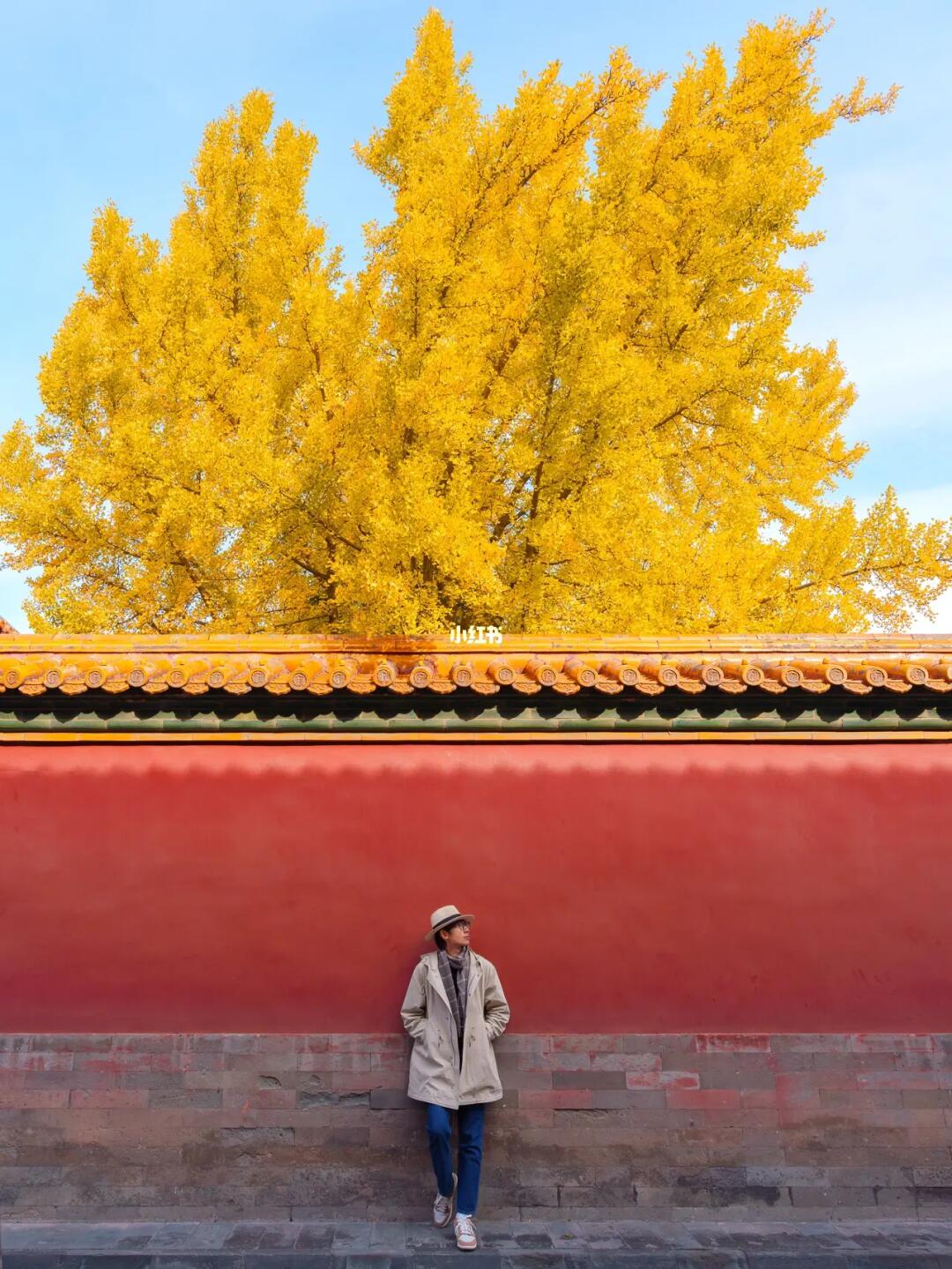 11🈷️来北京我只干一件事，银杏银杏银杏💛