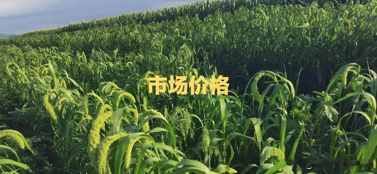 行情快讯:猪苓、钩藤坚挺，佛手价回升，九香虫库存少，玳玳花正常走销

猪苓:虽近