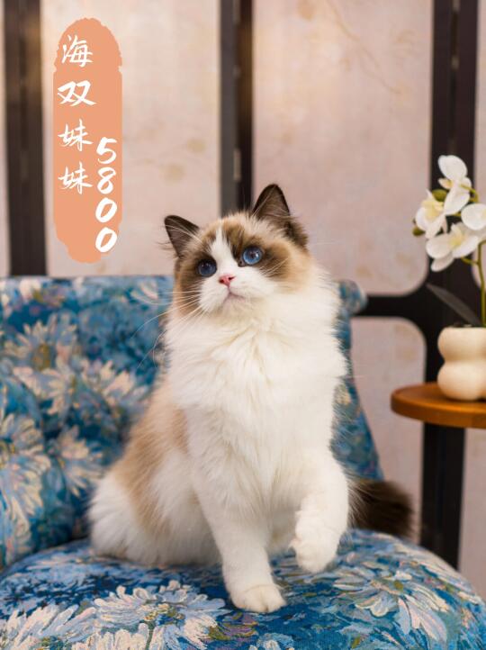 🐾异域风情！超甜大眼海双布偶妹妹来啦！