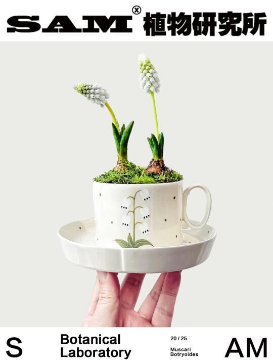 白色葡萄风信子｜Muscari 'White Beauty'