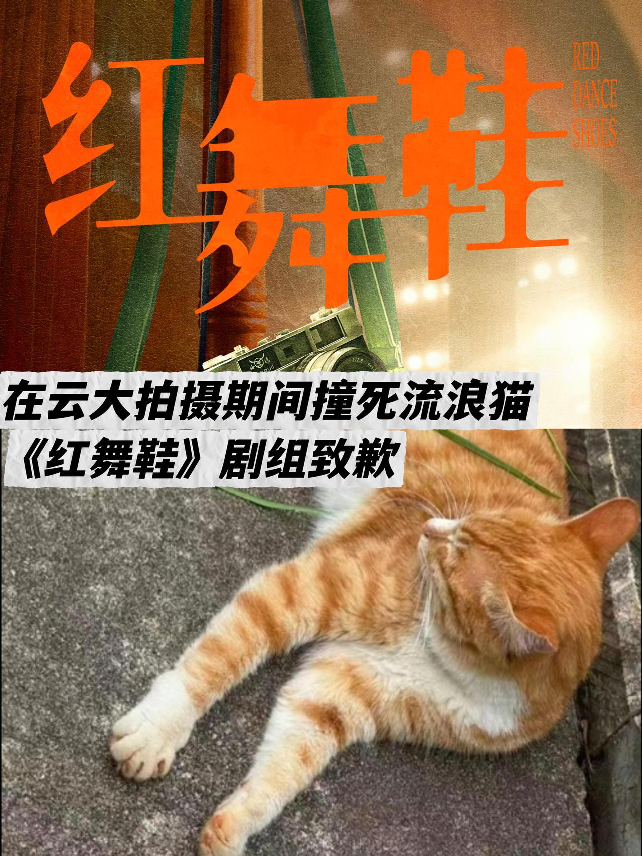 这事儿闹得挺大。《红舞鞋》剧组在云南大学拍戏时，开车把校园里的流浪猫“小橘子”给