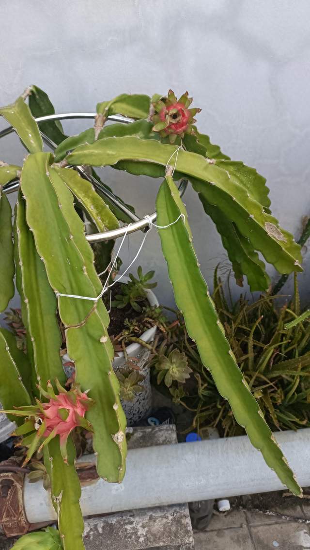 盆栽火龙果，阳台也能结出小火龙果