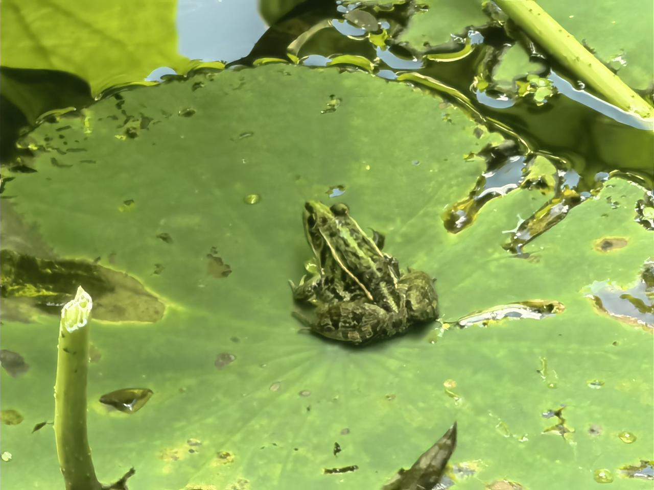 第一次见到青蛙伏在荷叶上。
一柄荷叶，绿的浑圆厚重。小青蛙也是迷人的绿色。两条金