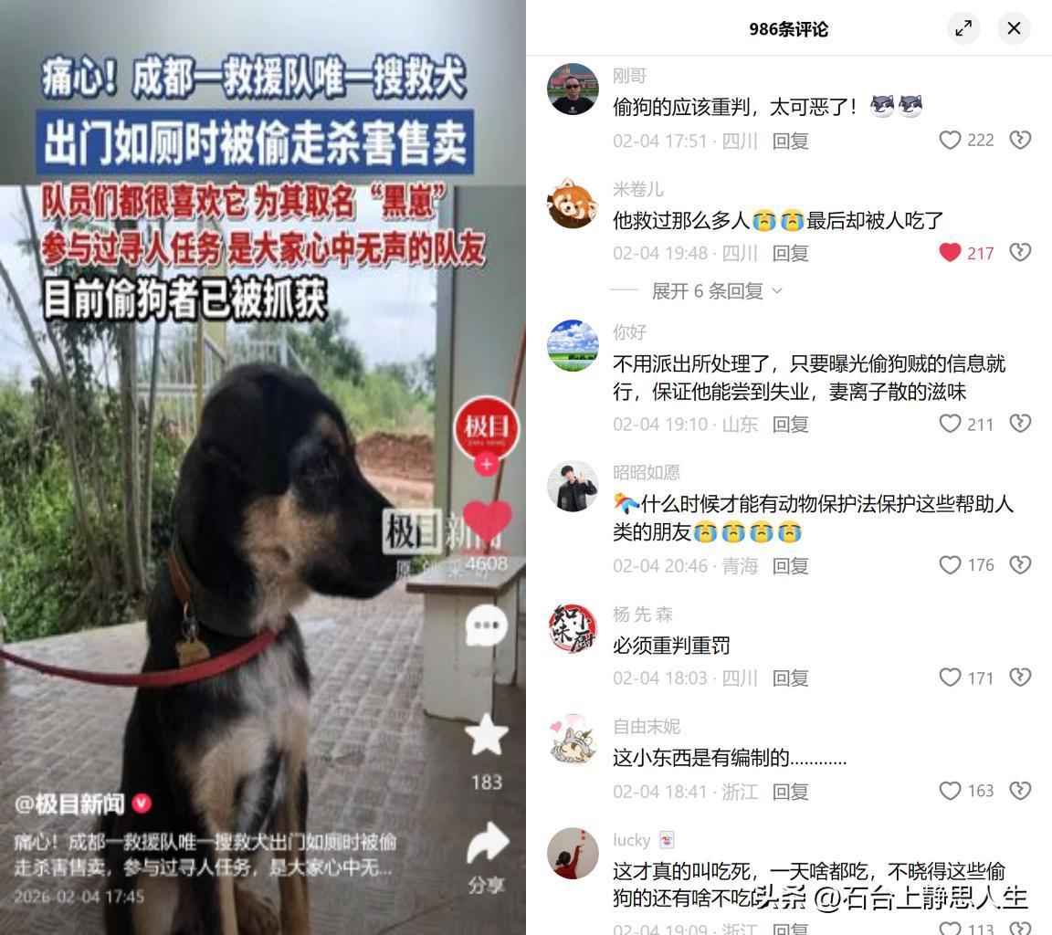 救人的搜救犬，竟成盘中餐

成都一民间救援队的11个月大搜救犬黑崽，曾参与寻