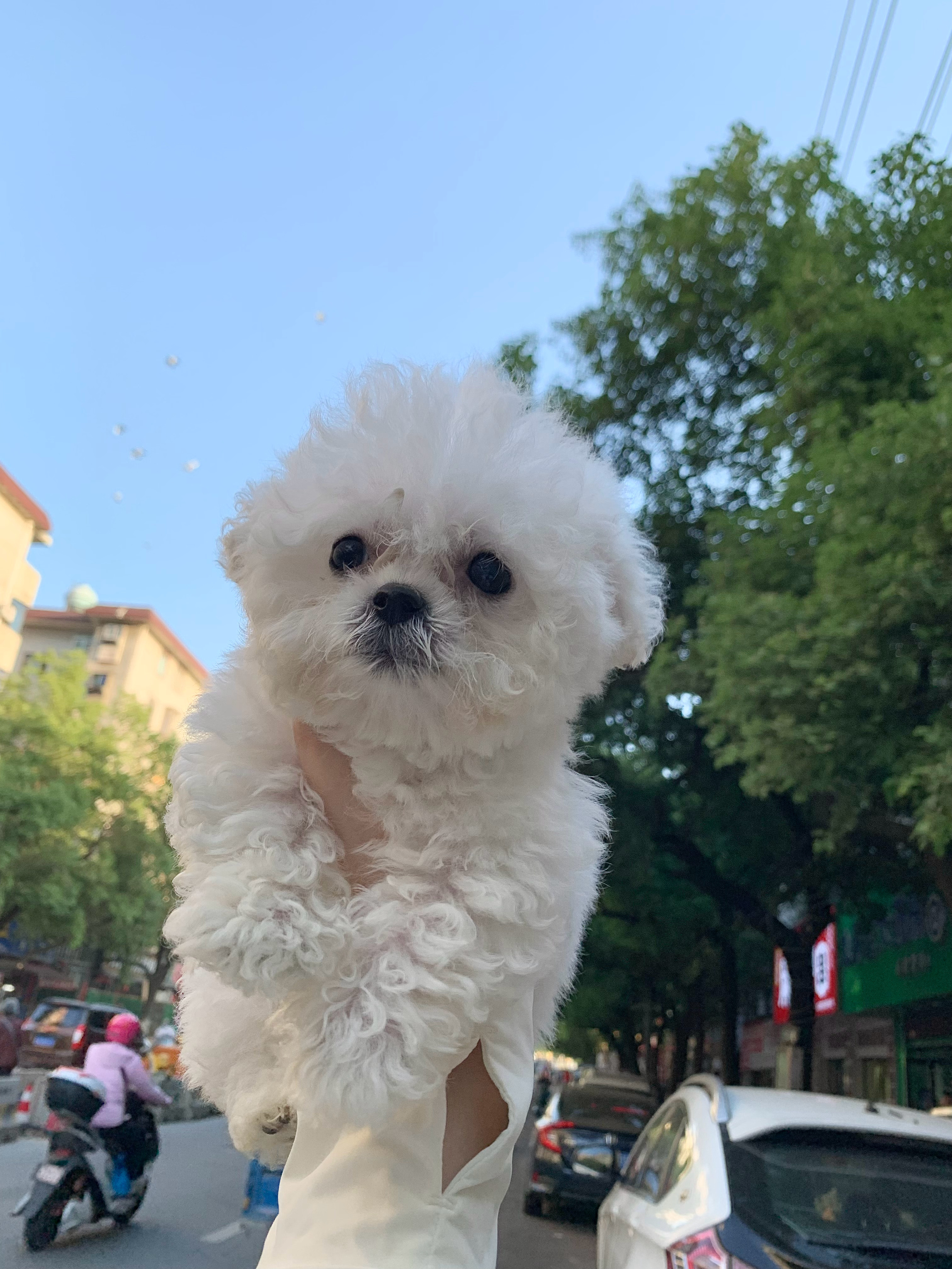 报告 新养了一只小比熊超级可爱！！ ​​​