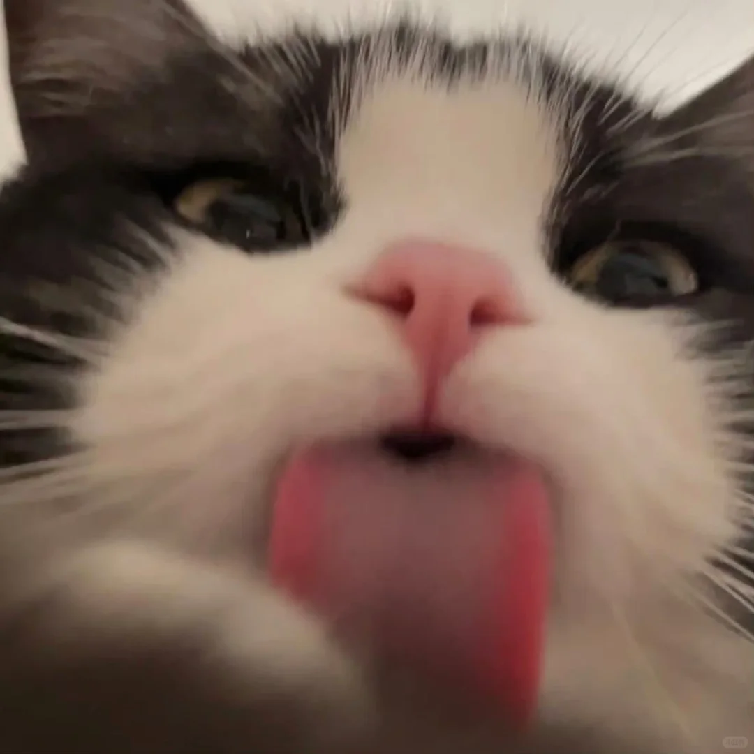 小猫闻到了你好像有些焦虑，难过和紧张的情绪，它想摸摸你，对你说没关系...