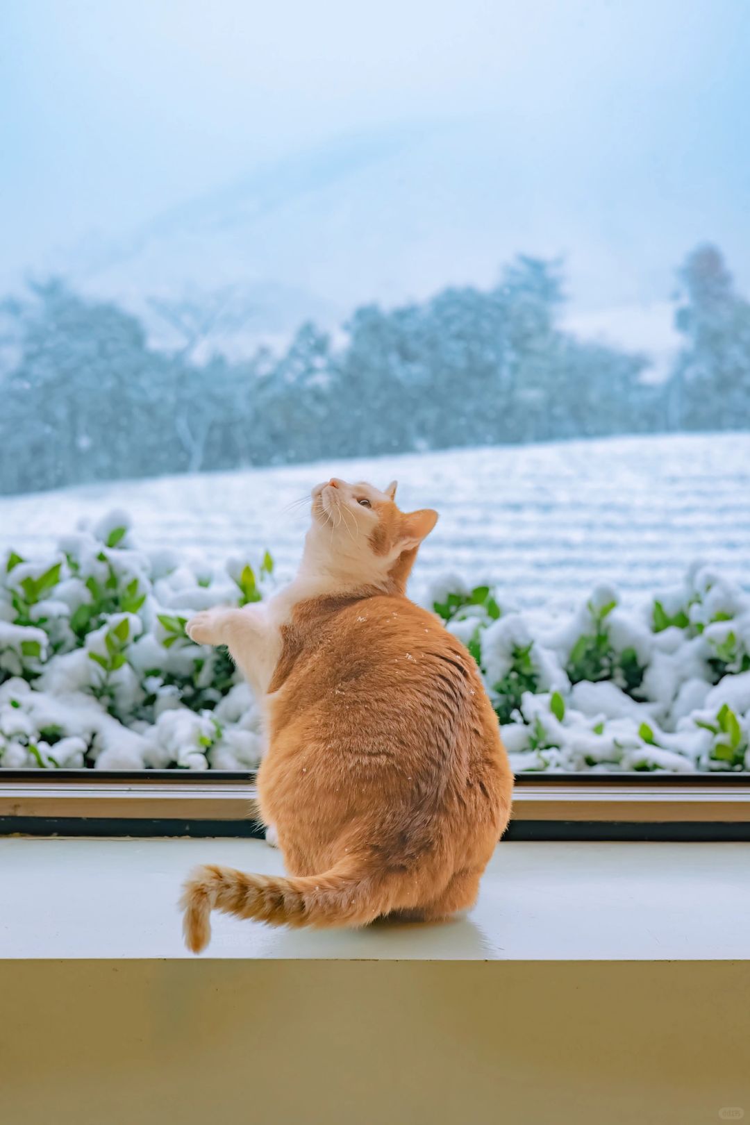 安吉大雪｜可爱的雪中茶园胖橘