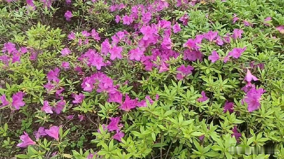 映山红燃遍城市角落，艳染春光，一城锦绣满目芳华！