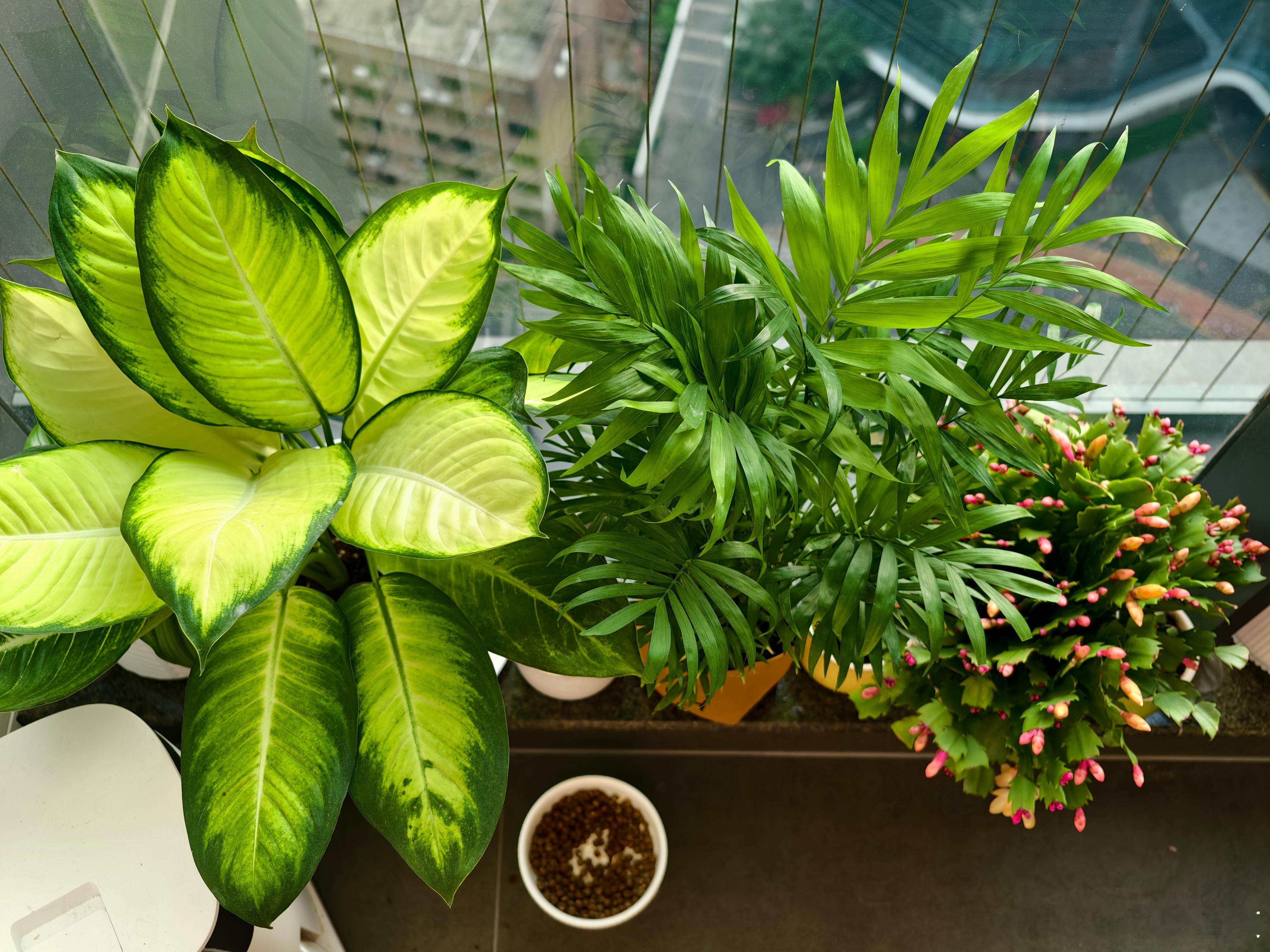 沉迷养花中！ 深圳·铁仔山公园