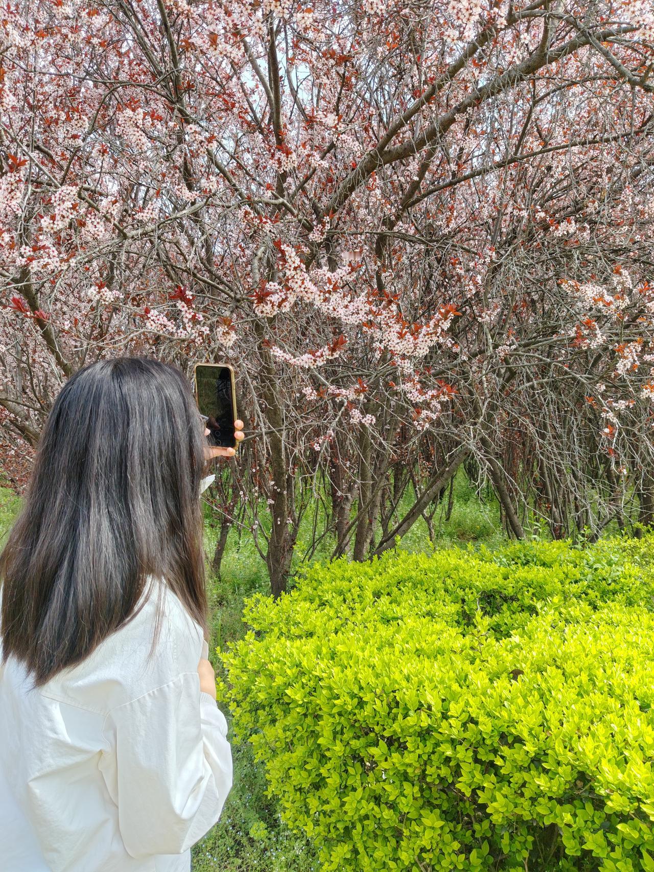 这张照片真的太有春日的感觉了！粉白的紫叶李花开得正盛，配上鲜绿的灌木丛，满眼都是