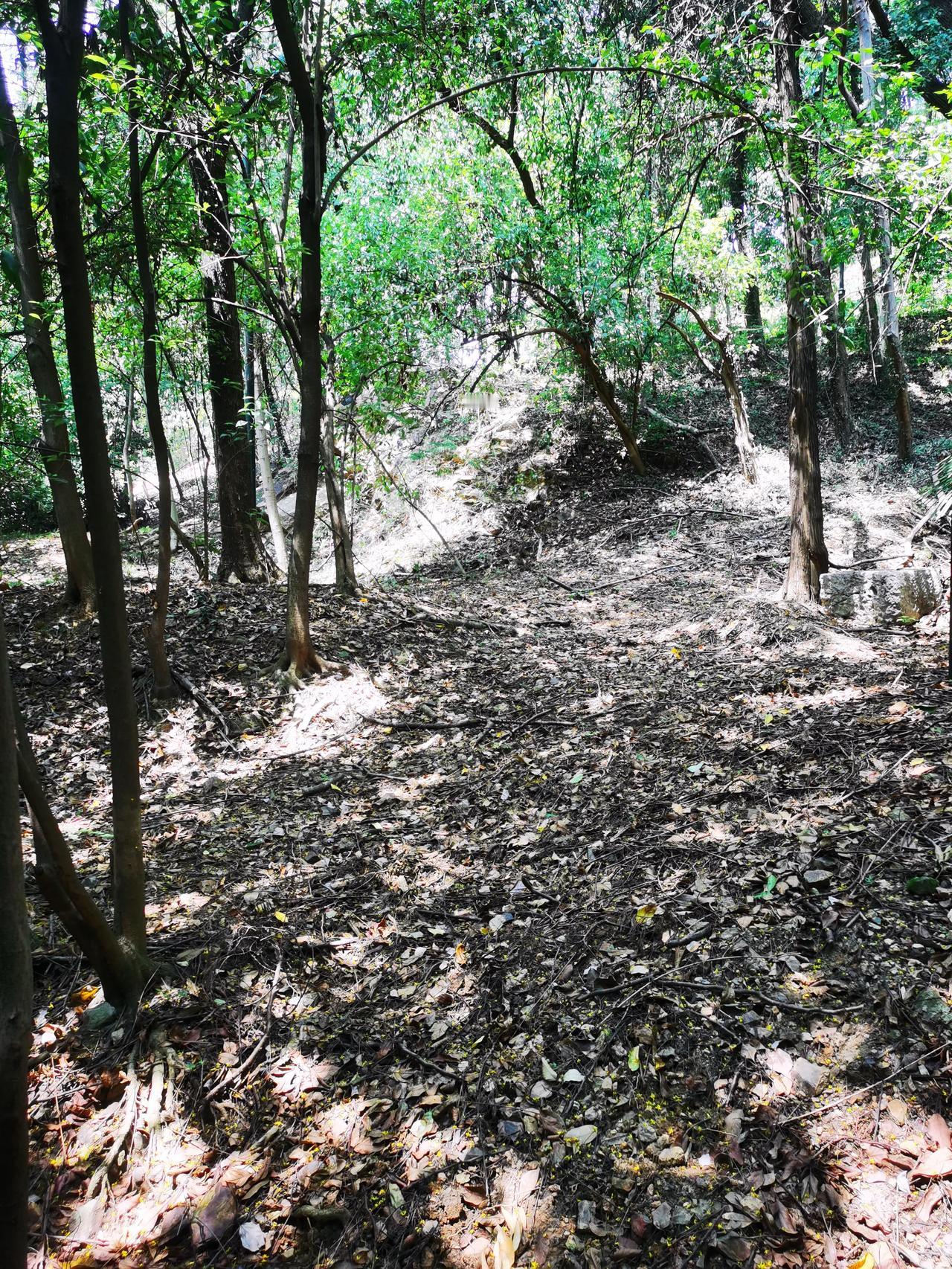 一个人多在这样无人的山路行走，才会辨明方向，对10年之漫长的遥远路途，现在所剩下
