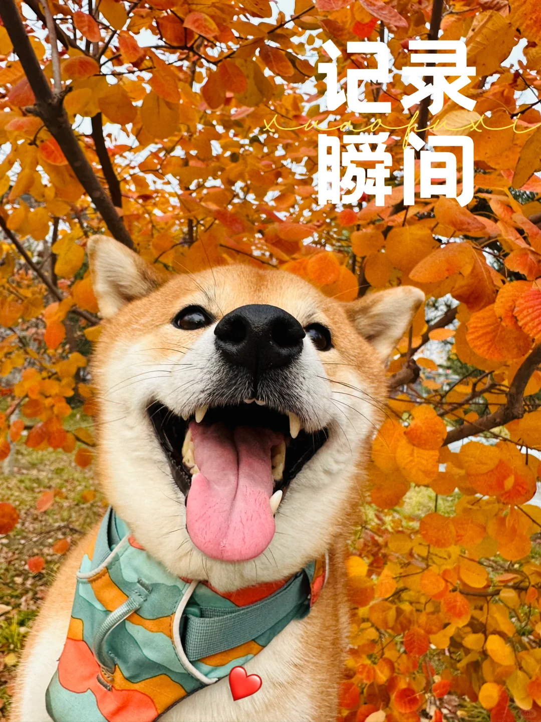 小狗集合，传递快乐！