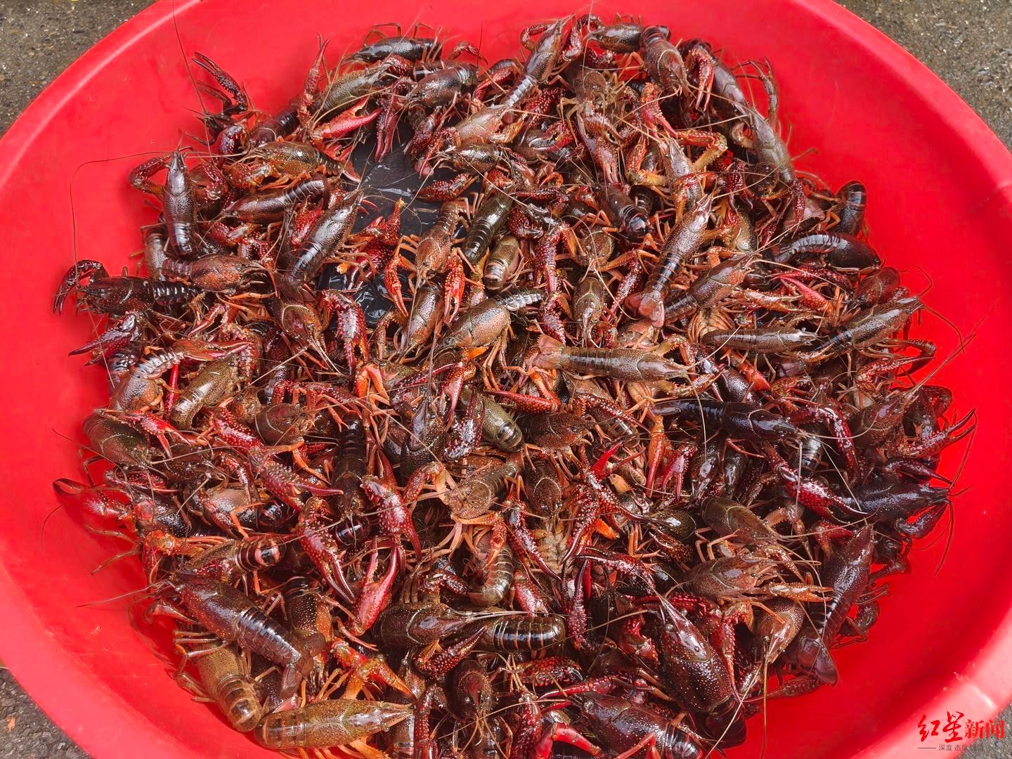 #这次轮到小龙虾自由了#【成都小龙虾低至8元一斤！“小龙虾自由”来了→】#小龙虾