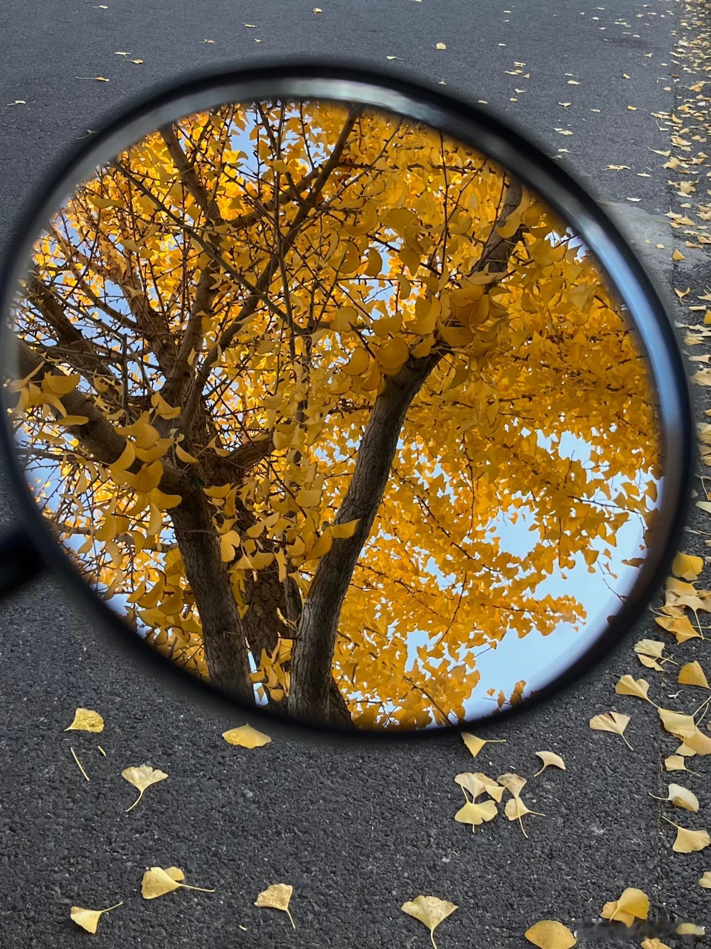深圳这座城市，几乎感受不到秋天实实在在的存在感。时节已然走到秋，可空气依旧湿热，
