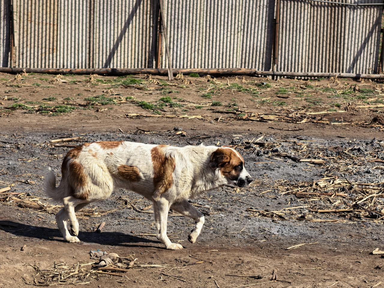 可爱的中华田园犬,你喜欢吗?最爱中华田园犬[作揖][作揖][作揖]